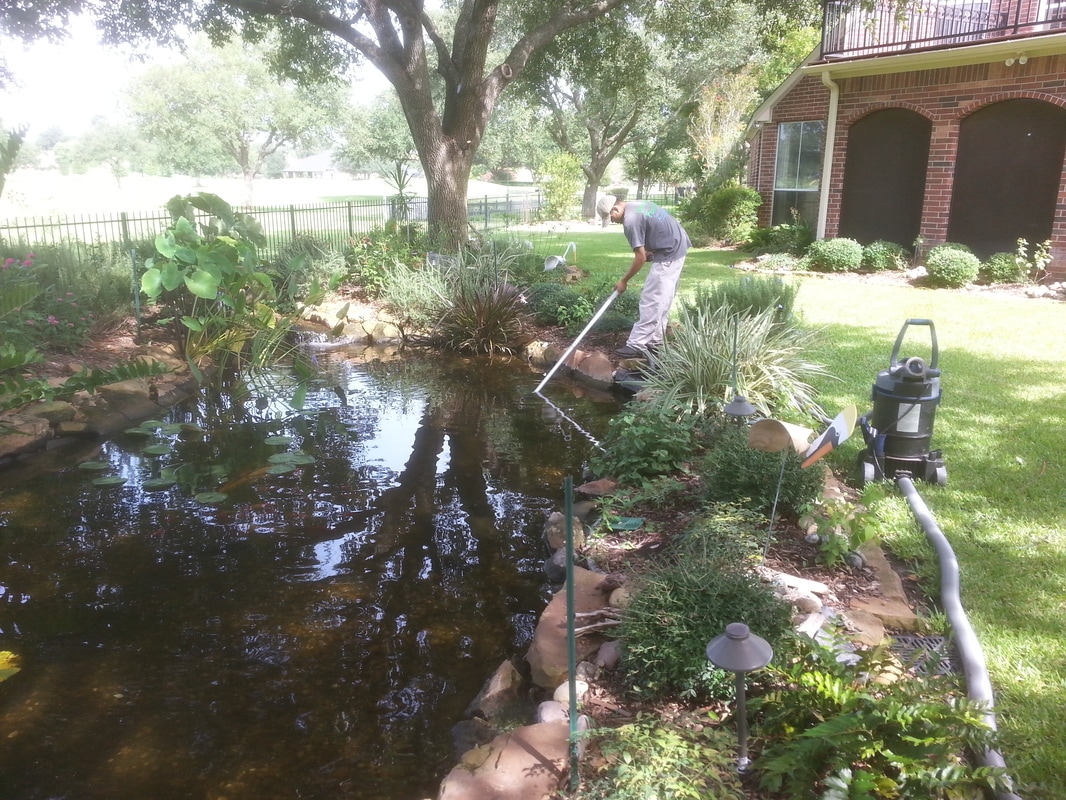 Backyard Pond Maintenance Services in Austin and the Central Texas area